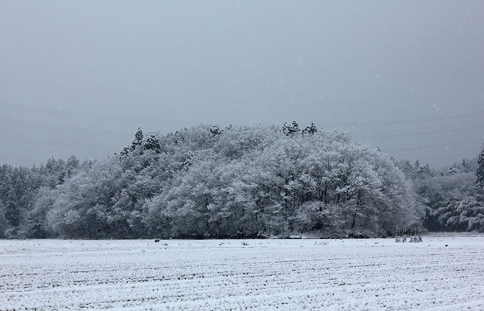 里山に咲く雪の華